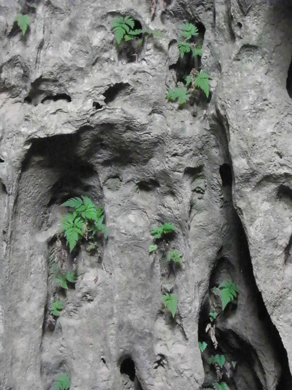 Polystichum quangbinhense is a rare threatened species.